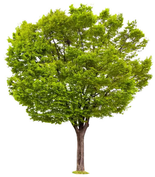 single_tree